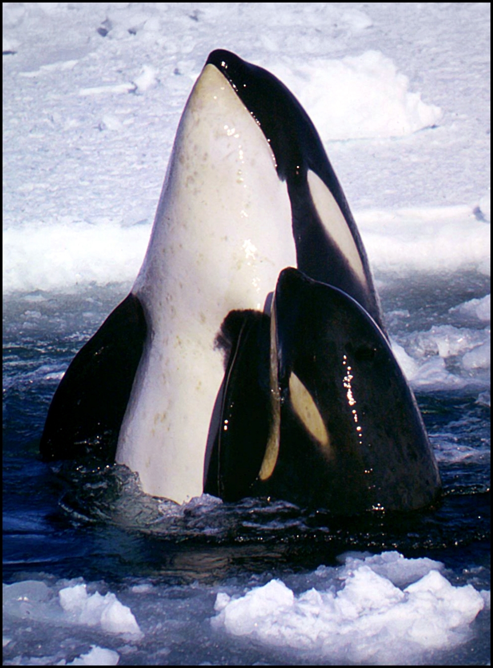 Orcas